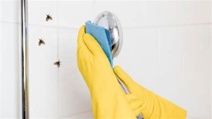 mosquitoes in bathroom
