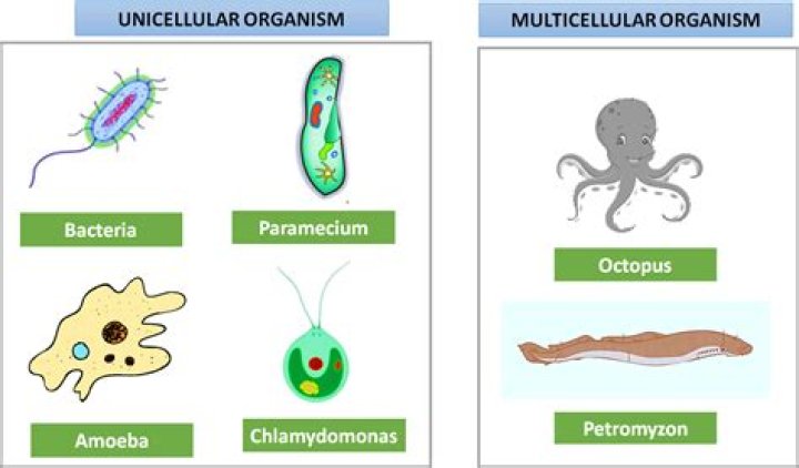 mucous cells are unicellular or multicellular