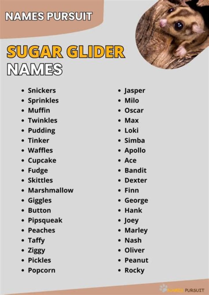 names for sugar gliders