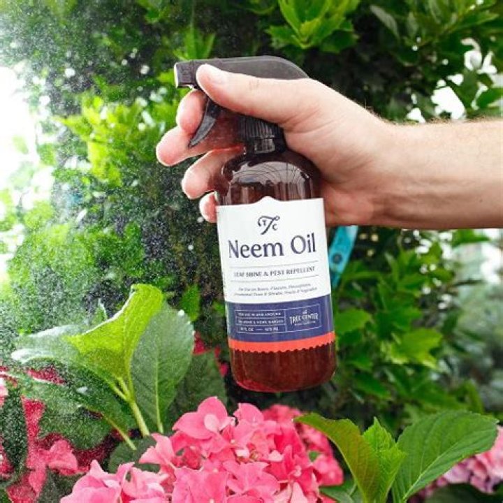 neem oil for fruit trees