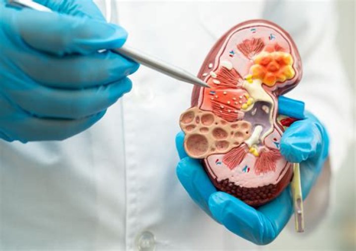nephrology definition