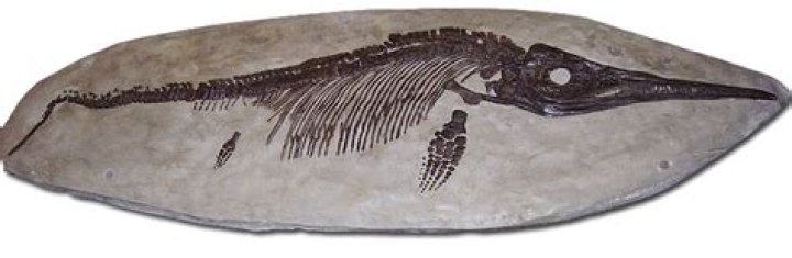 nevada state fossil