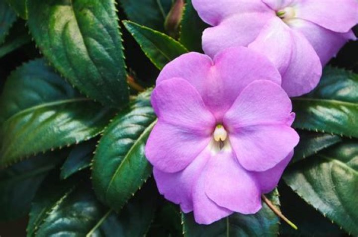 new guinea impatiens seeds