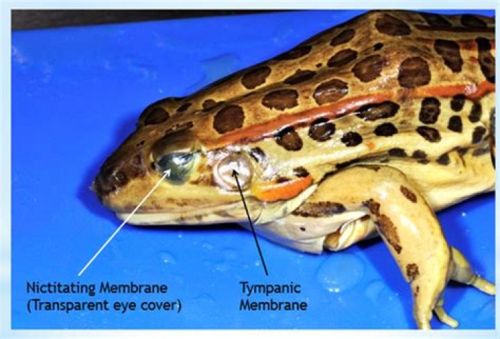 nictitating membrane frog