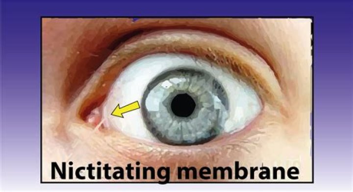 nictitating membrane human
