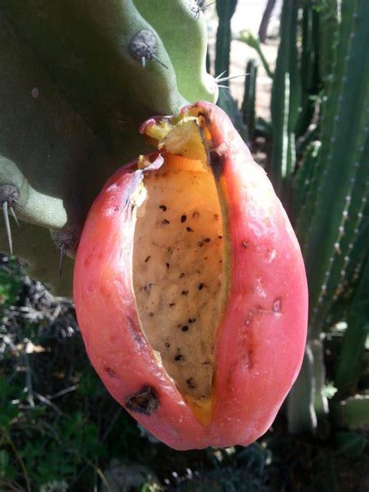 night blooming cereus fruit
