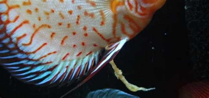 normal fish poop