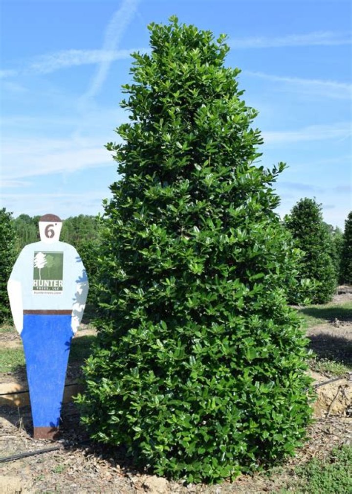 oakland holly tree