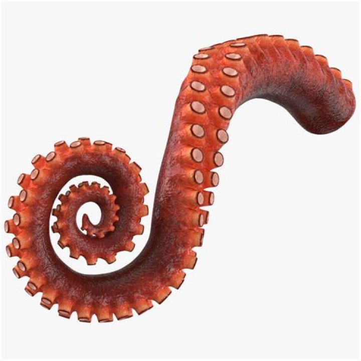 octopus tentacle