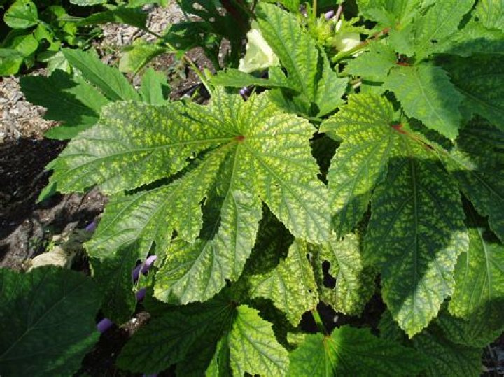 okra leaves