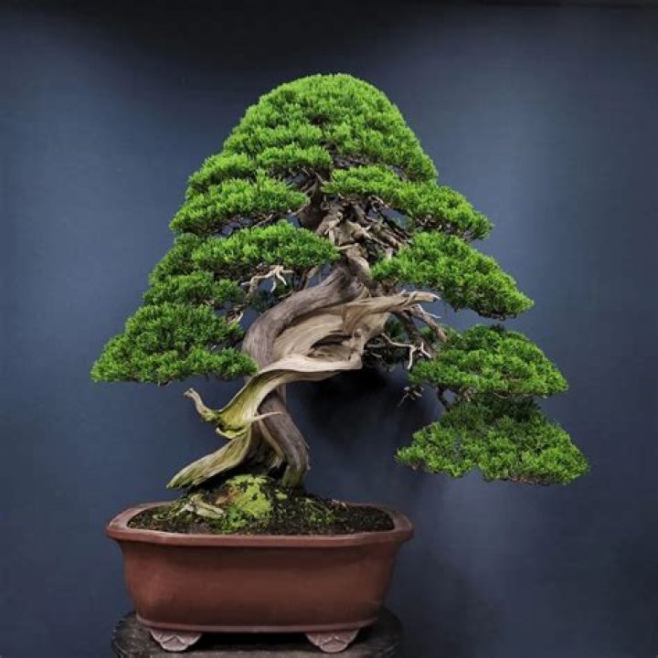 oldest bonsai tree