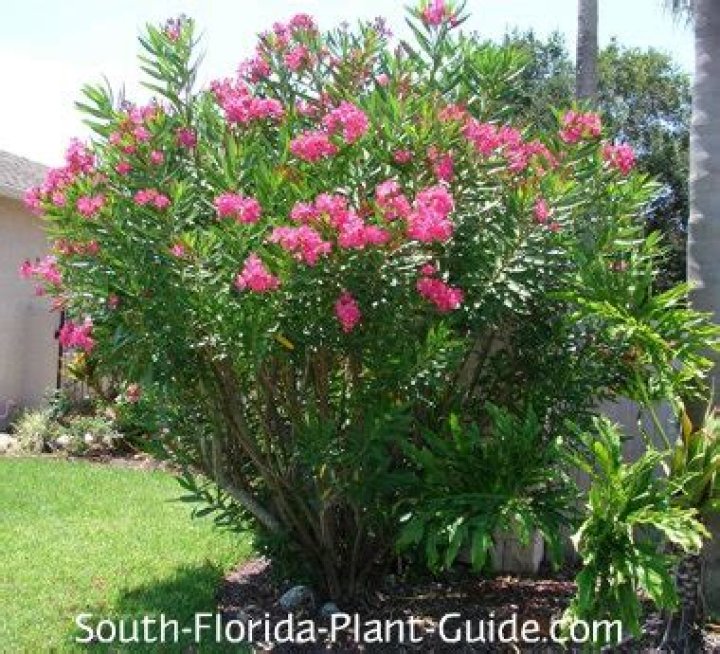 oleander growth rate