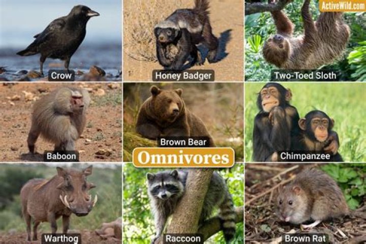 omnivorous animal