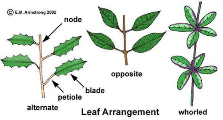 opposite leaf arrangements