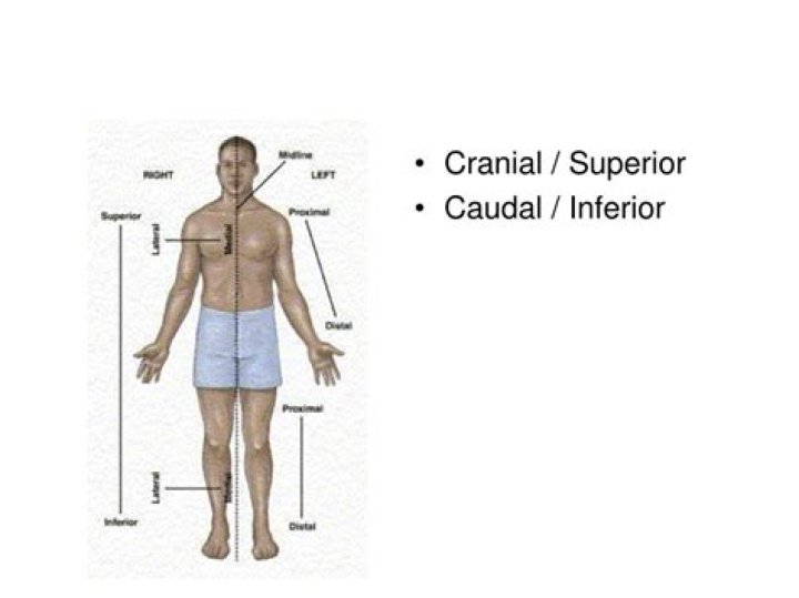 opposite of caudal