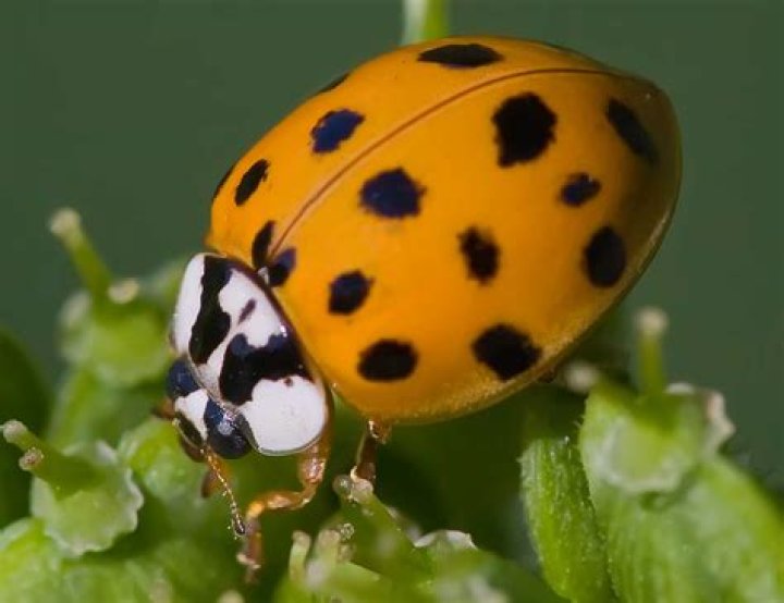 orange ladybug
