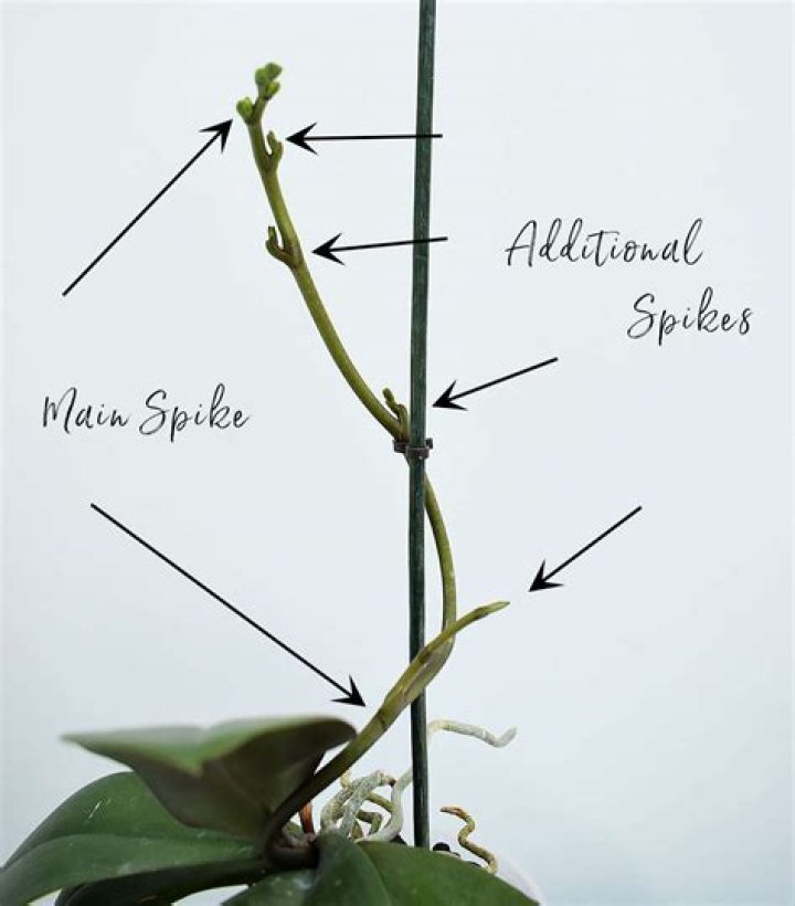 orchid spike growth