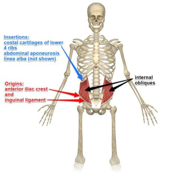 origin of internal oblique