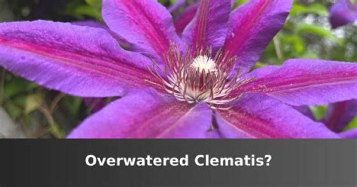 overwatered clematis
