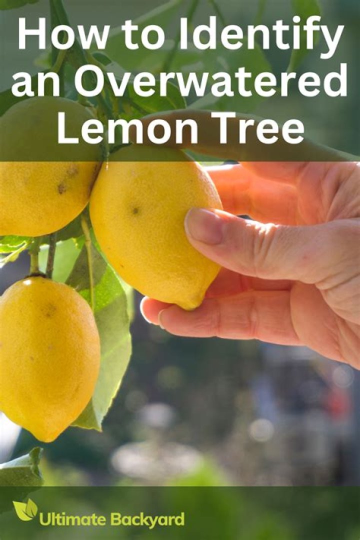 overwatered lemon tree