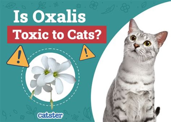 oxalis toxic to cats