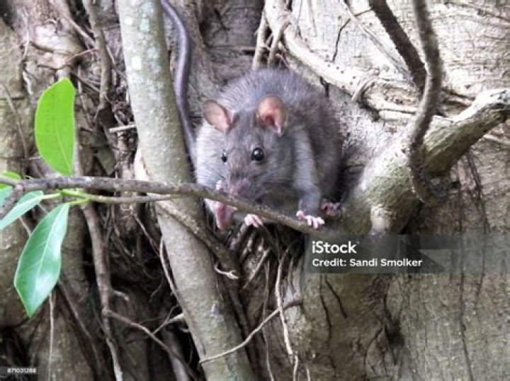 palm rats