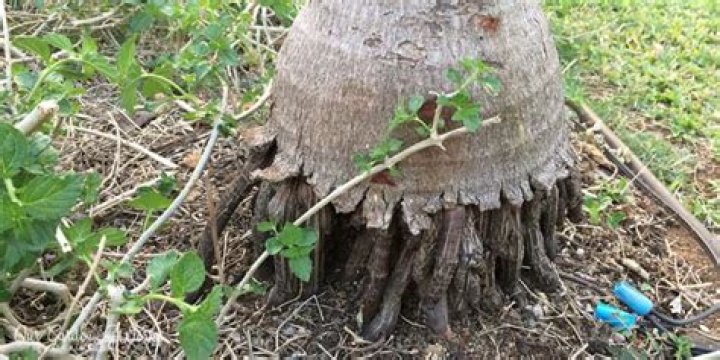 palm tree stump removal