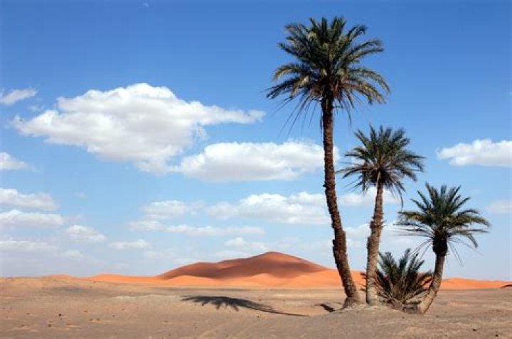 palm trees in the desert