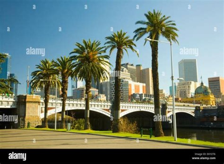 palm trees melbourne