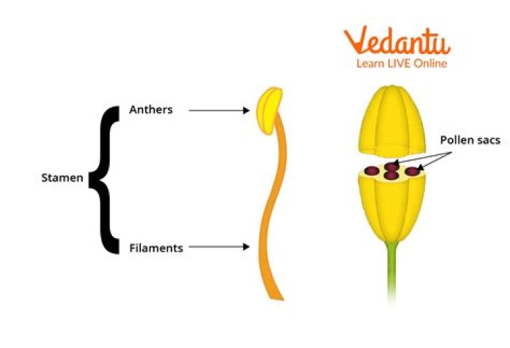 part of the stamen that produces pollen