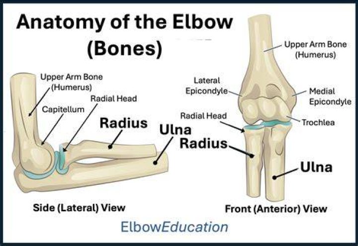 parts of the elbow