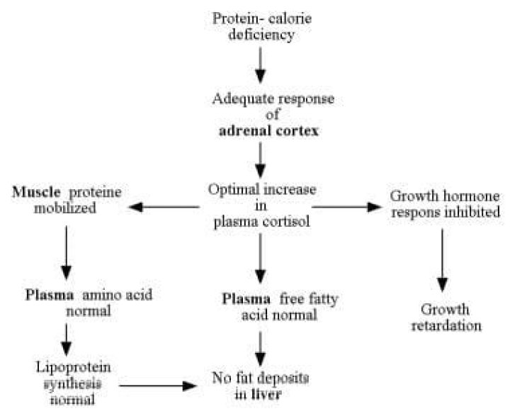 pathophysiology of marasmus