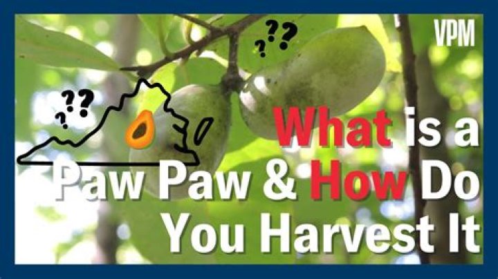 paw paw calories