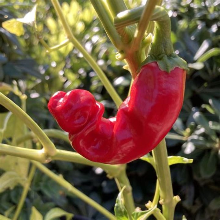 pecker pepper plant