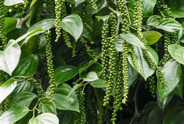 peppercorn plant