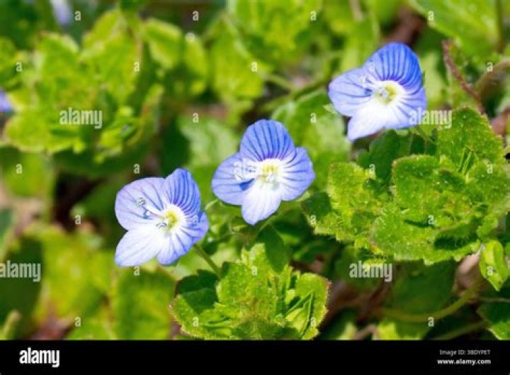 persian speedwell