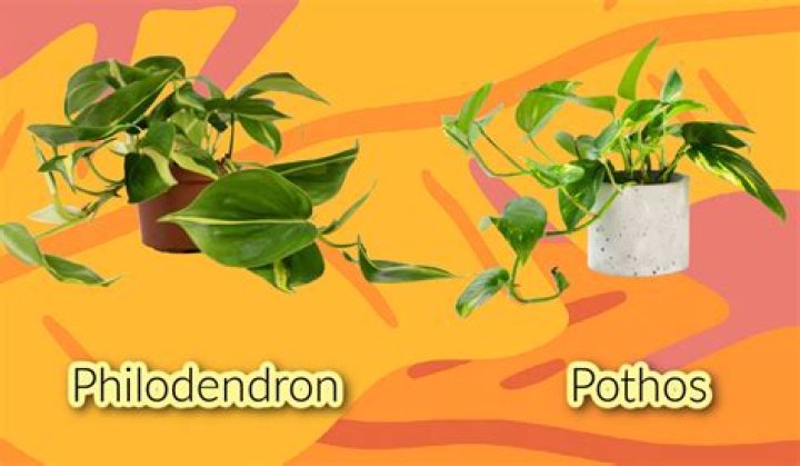 philodendron vs pothos