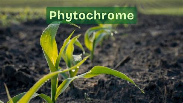 phytochrome is located in