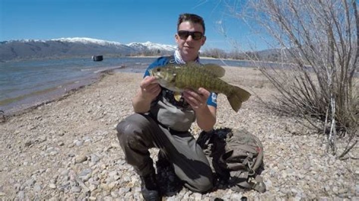 pineview reservoir utah sharks