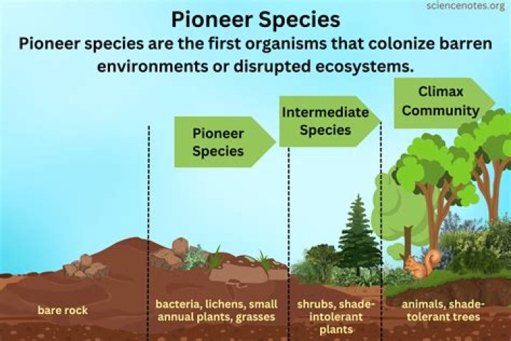 pioneer species