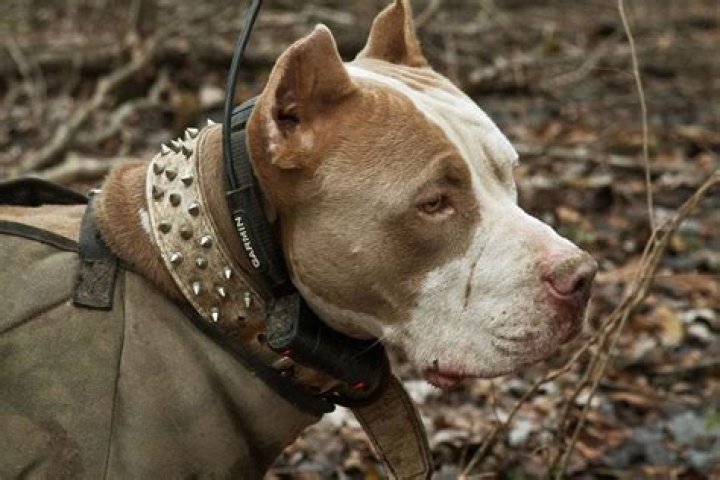 pitbull hunting dog