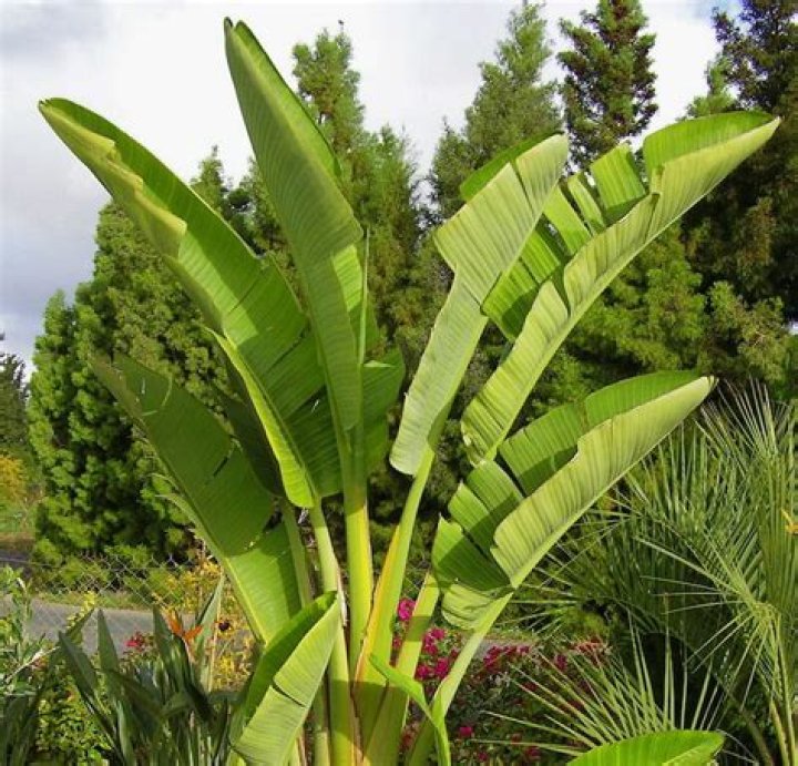 plant that looks like bird of paradise
