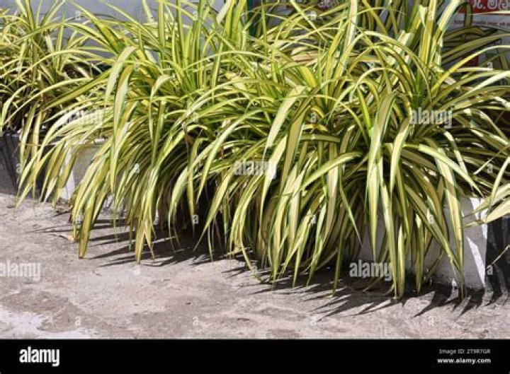 plant with long thin leaves