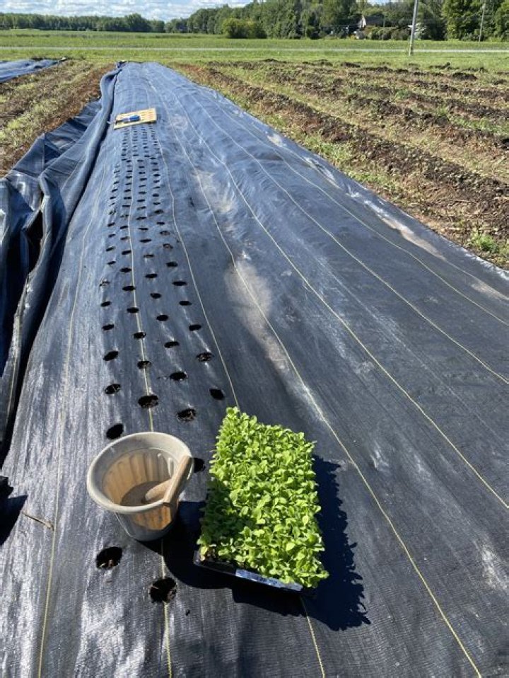 planting grass over weeds