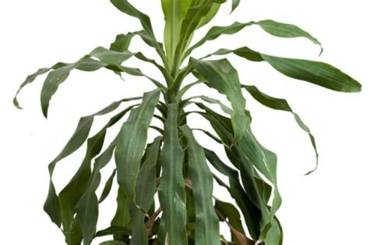 plants that look like corn stalks