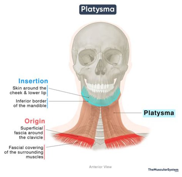 platysma origin and insertion