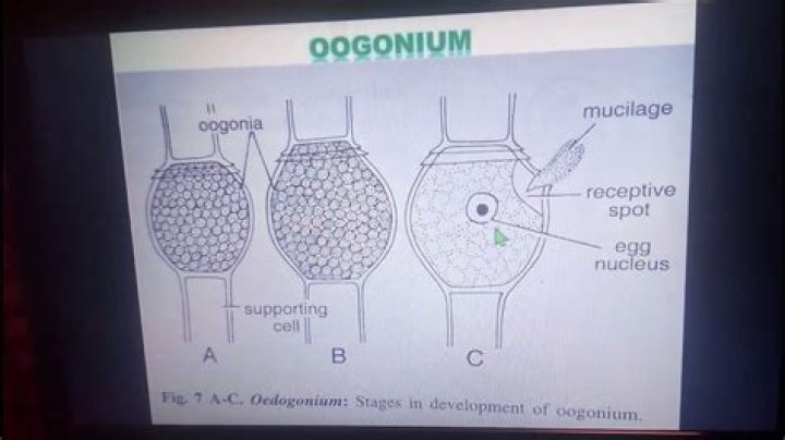 ploidy of oogonium