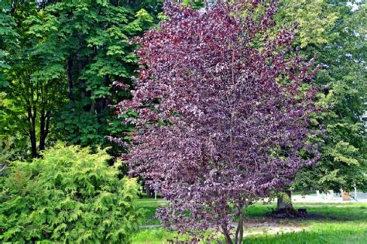 plum botanical name