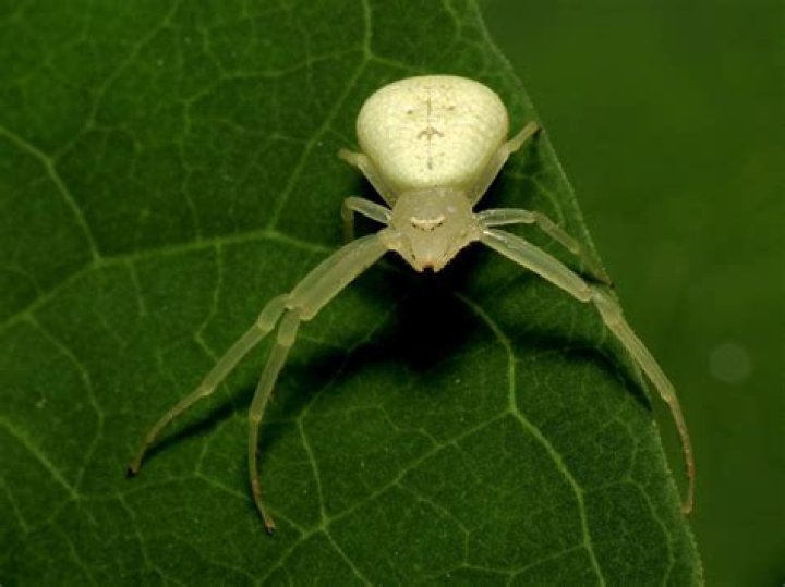 poisonous green spider