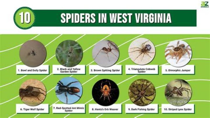 poisonous spiders in wv